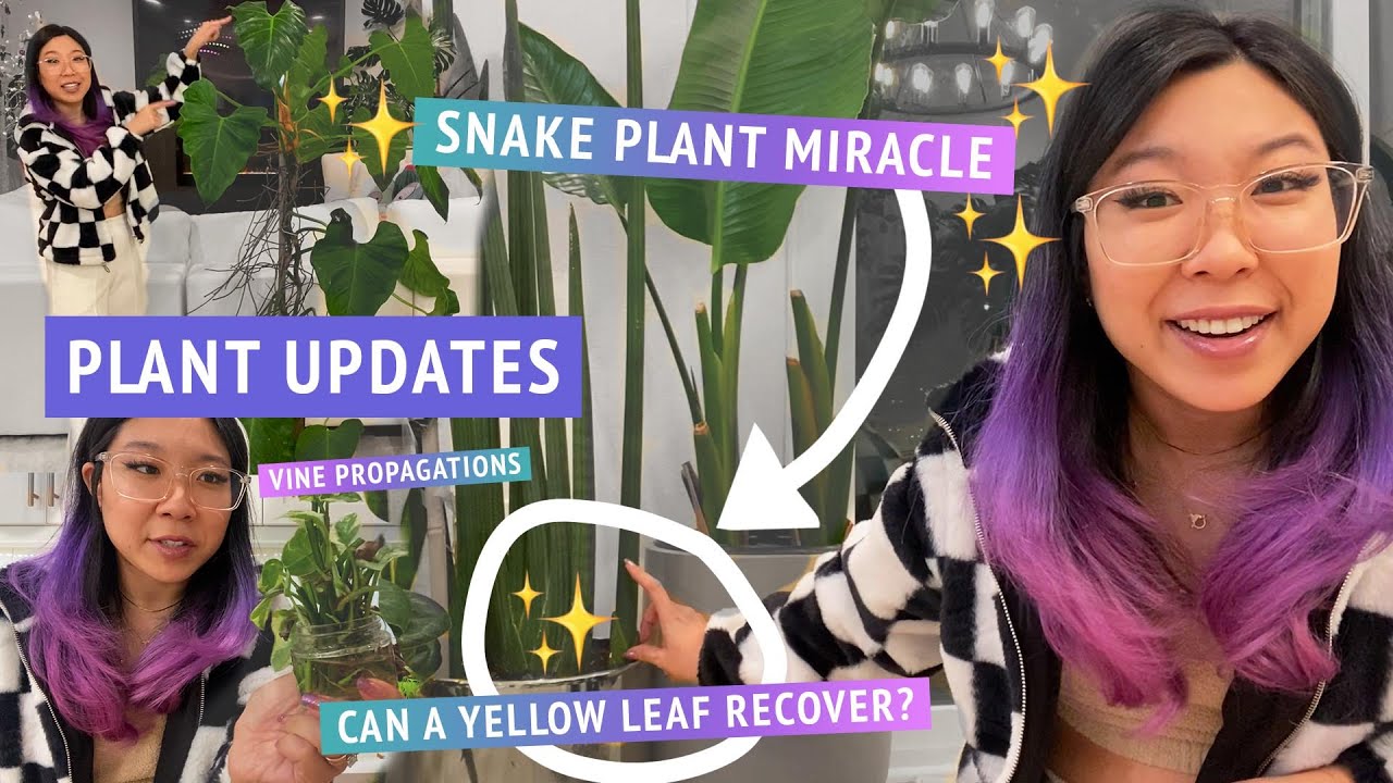 Some updates! 😊🧚🐍 Giant Snake Plant, Philodendron giganteum, verrucosm, propagations, new growth