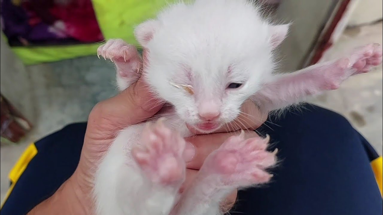 Tiny Newborn Kitten Suffering From Eye Infection 💔 | 1 Week Old