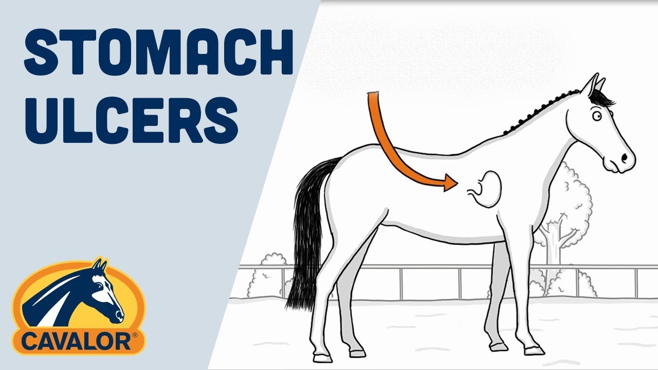 How to prevent stomach ulcers with your horse for better performance