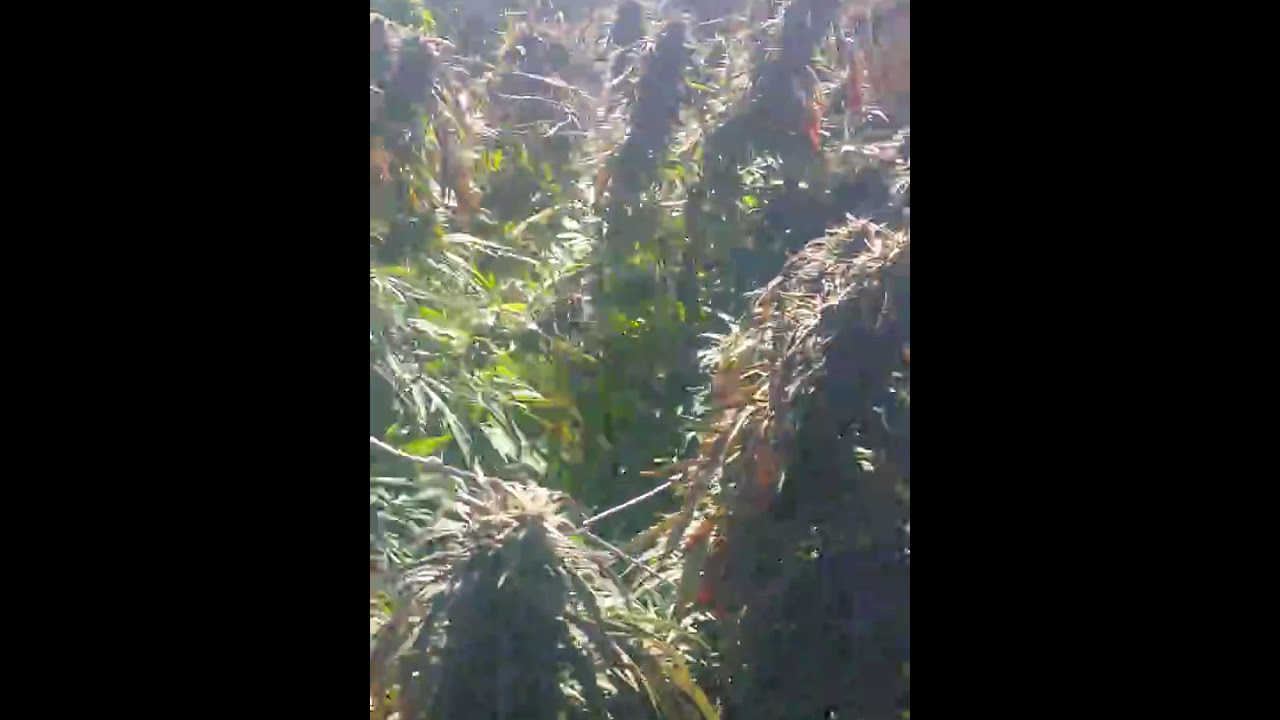 Colorado Outdoor MMJ Grow