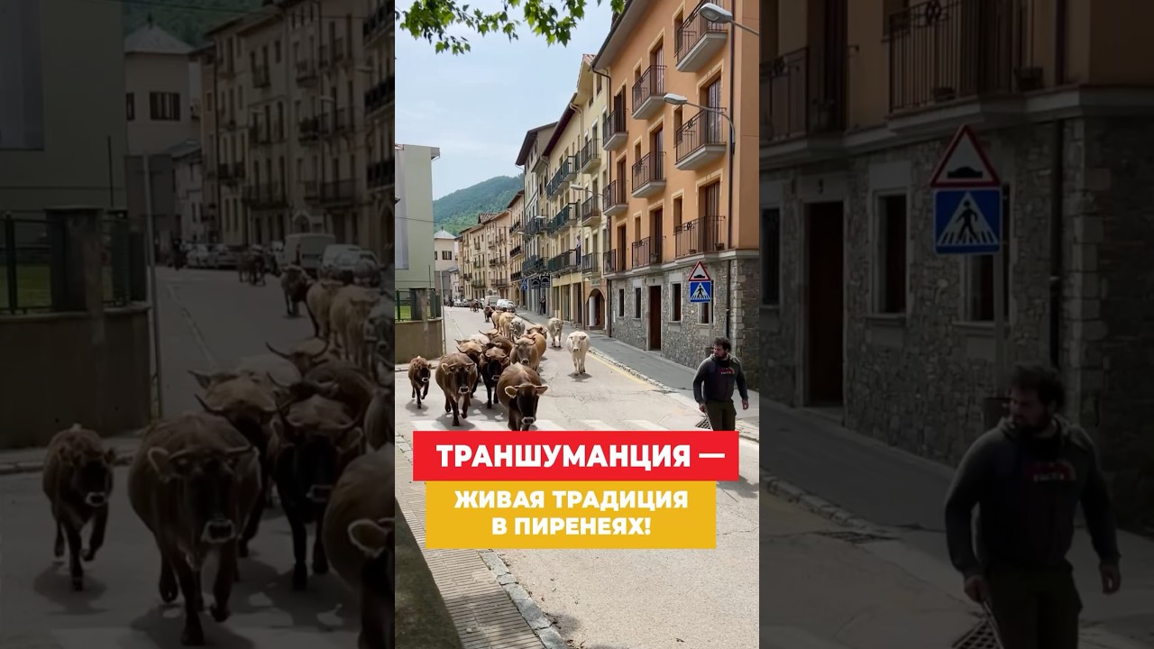 📍SpainDom in Campradon: transumancy &mdash; a living tradition in the Pyrenees! 🐄🏞