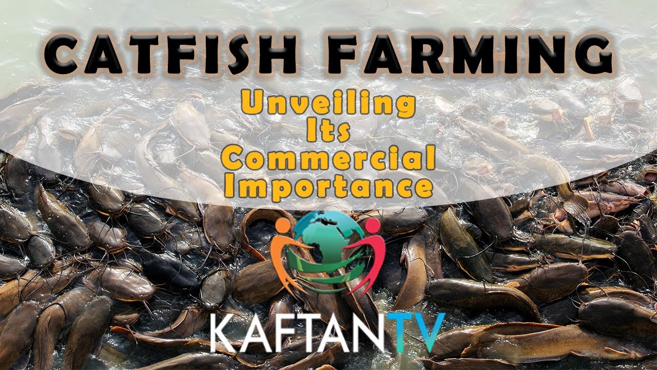 CATFISH FARMING: Unveiling Its Commercial Importance | A KAFTAN TV Documentary