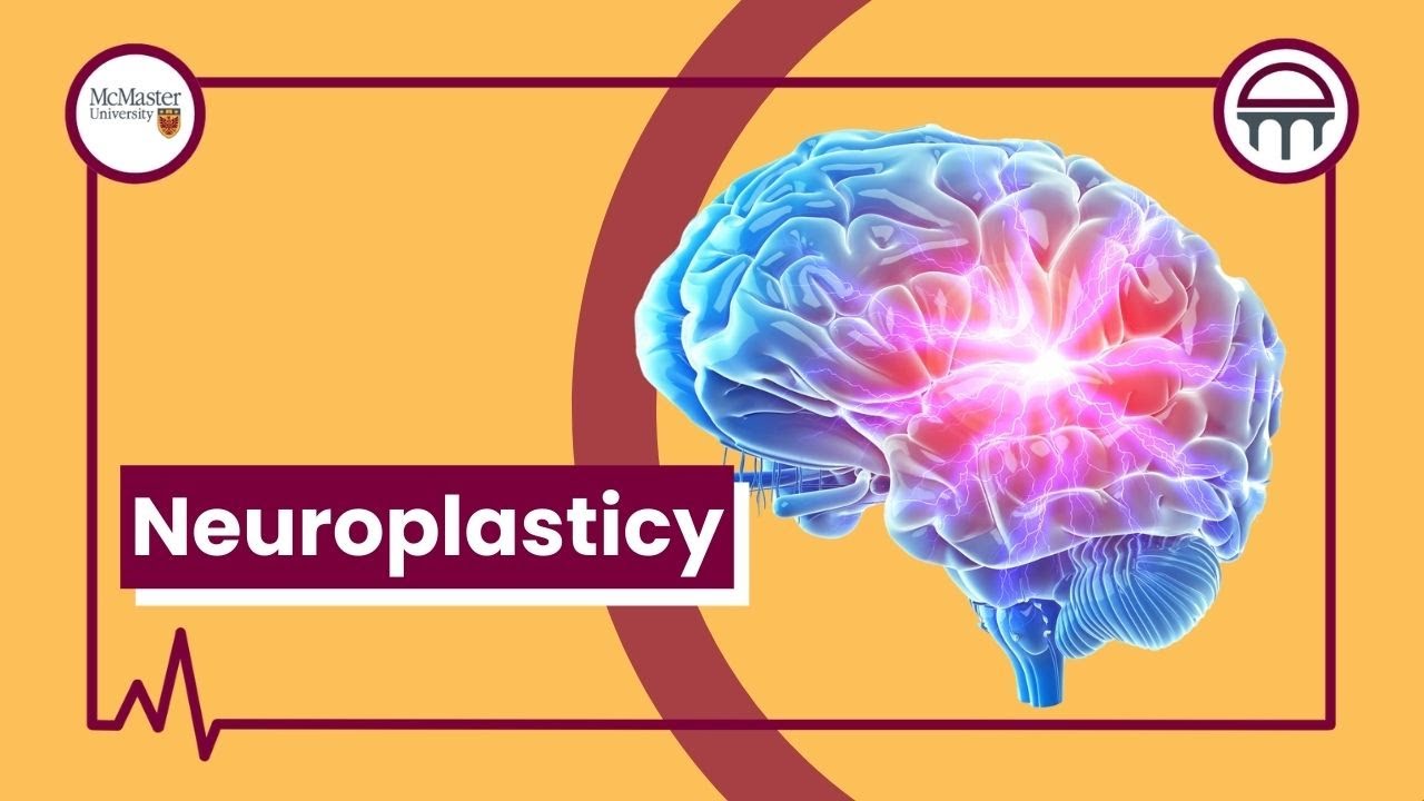 The Brain’s Secret Superpower: Neuroplasticity Explained