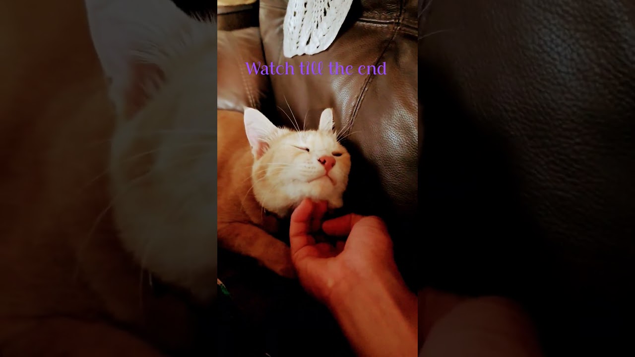 Cute Cat. Neck Scratching Therapy 