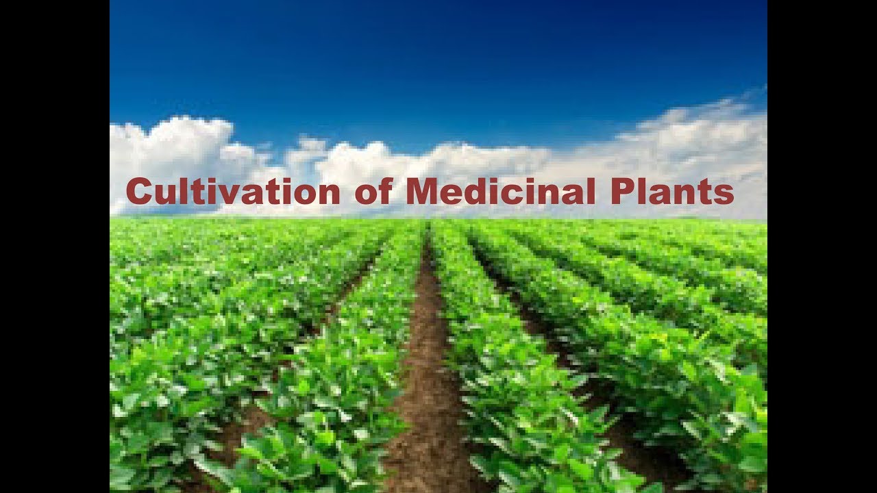 7. Method of Cultivation of medicinal plants #cultivationofmedicinalplants