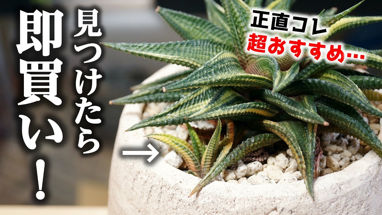 即買い！宝くじ感覚を楽しめるレア観葉植物がこちら♪【多肉植物ハオルチア】