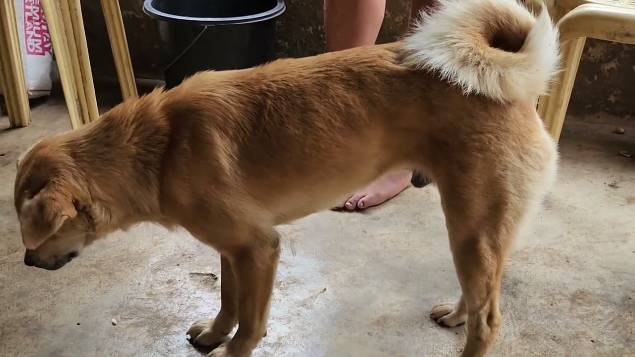 THE SURVIVAL ANIMALS