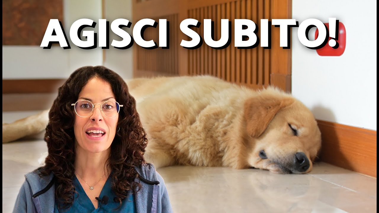 ATTACCO EPILETTICO o CONVULSIONI nei CANI 🐶 COSA FARE?