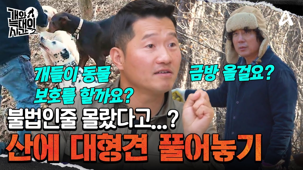 대형견 4마리와 함께 뒷산 산책을?! 근데 이거 불법이라구요...? | 개와 늑대의 시간2 5 회