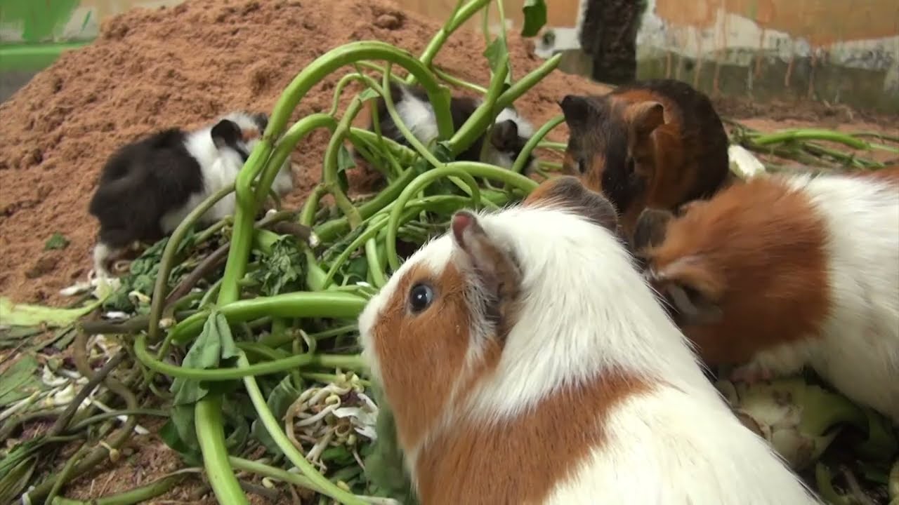 Guinea Pig Cam Afternoon January 29 2026
