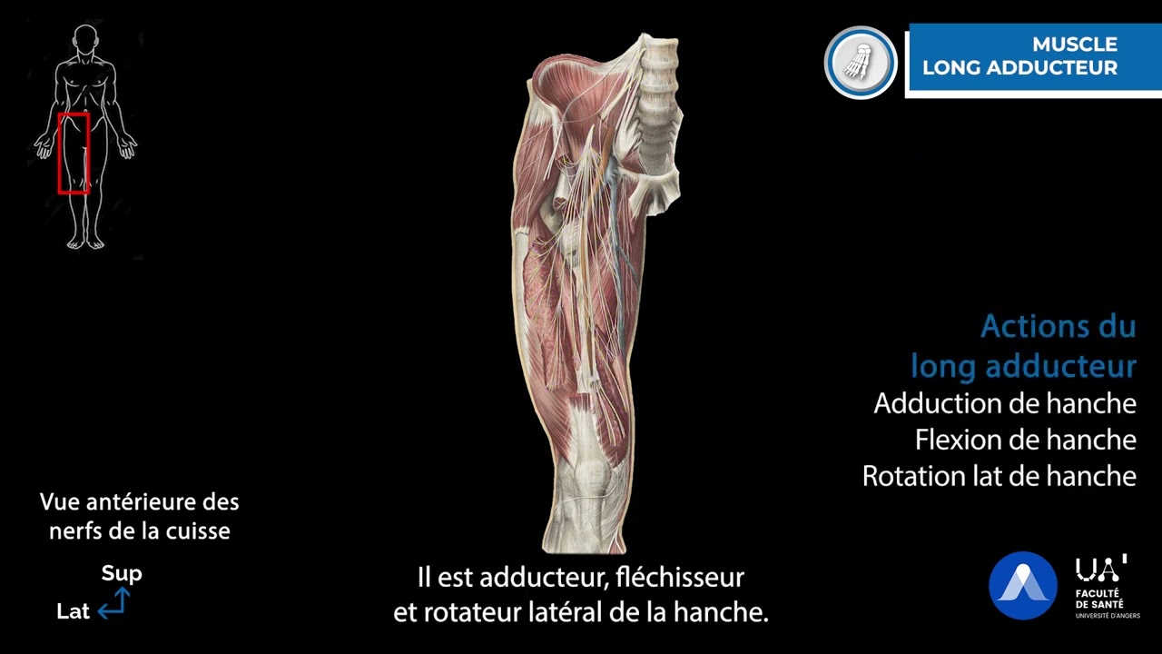 Cours d'anatomie sur les muscles de la cuisse