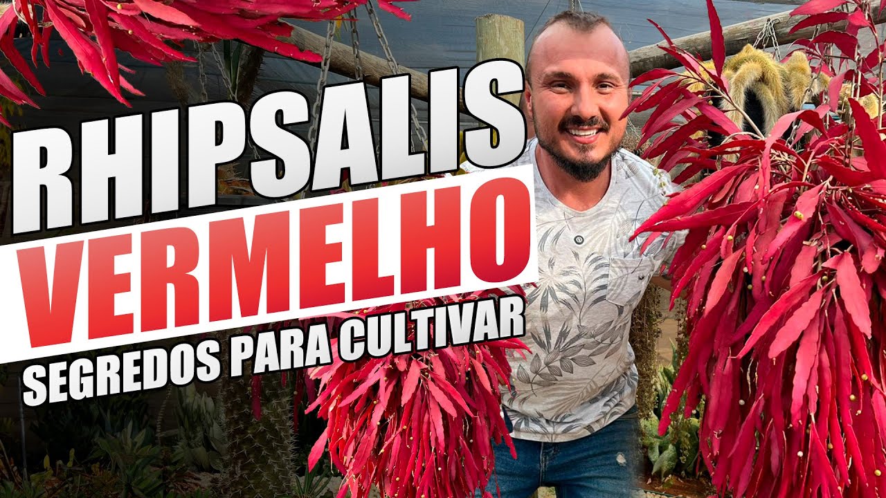 Planta PENDENTE de SOL PLENO e colorida | Conheça e aprenda cultivar