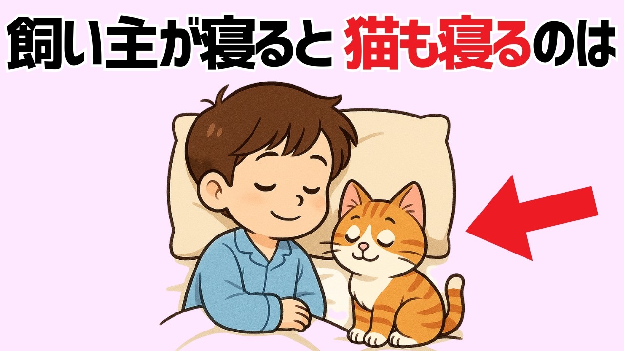 【猫の雑学】8割が知らない！誰かに話したくなる猫の面白い雑学20選