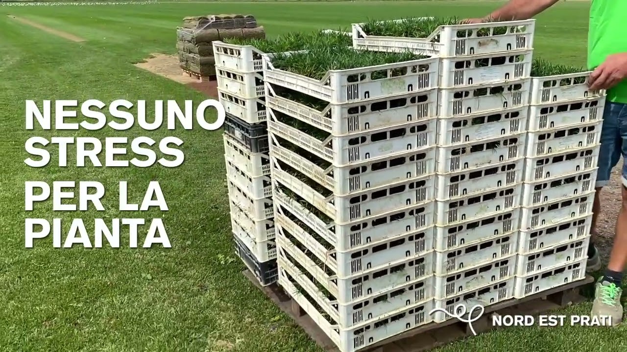 Convallaria Nana tappezzante: posa delle zolle | Nord Est Prati