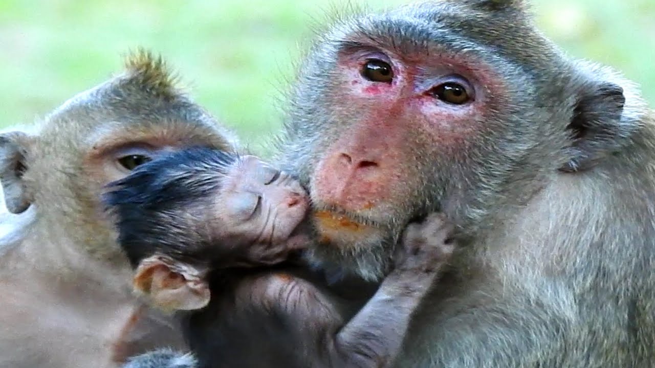 Cute Tiny Baby Monkey Try To Kiss Pretty Mother Monkey Jane, Female Monkey Mother Let Baby kiss