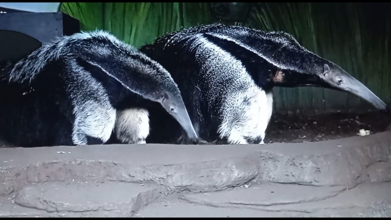 The giant anteater has a mating period. We are watching.Relaxation.