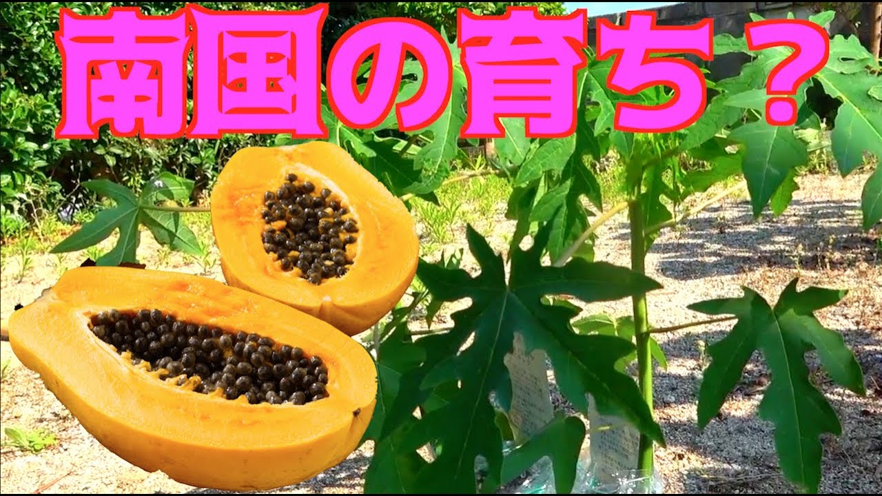 南国のあの実がなる木を植えてみた！