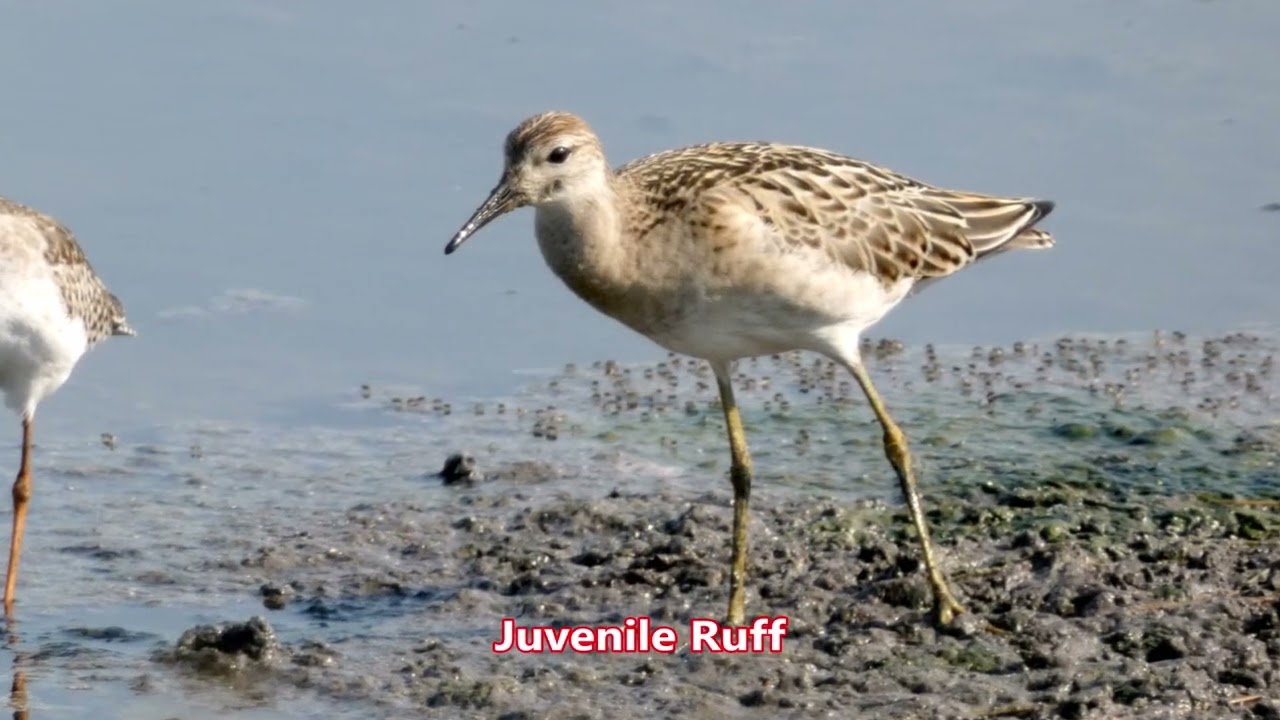 Birds of Manavgat Nehir Agzi, Turkey - A Bird Watchers Guide