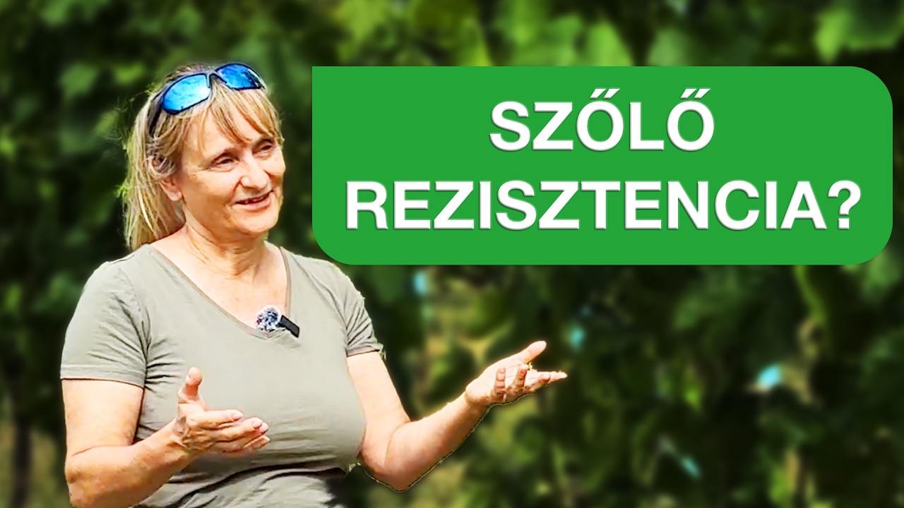 Mi az a szőlő rezisztencia? 🍇🛡️ Ezt tudja a rezisztens fajta!