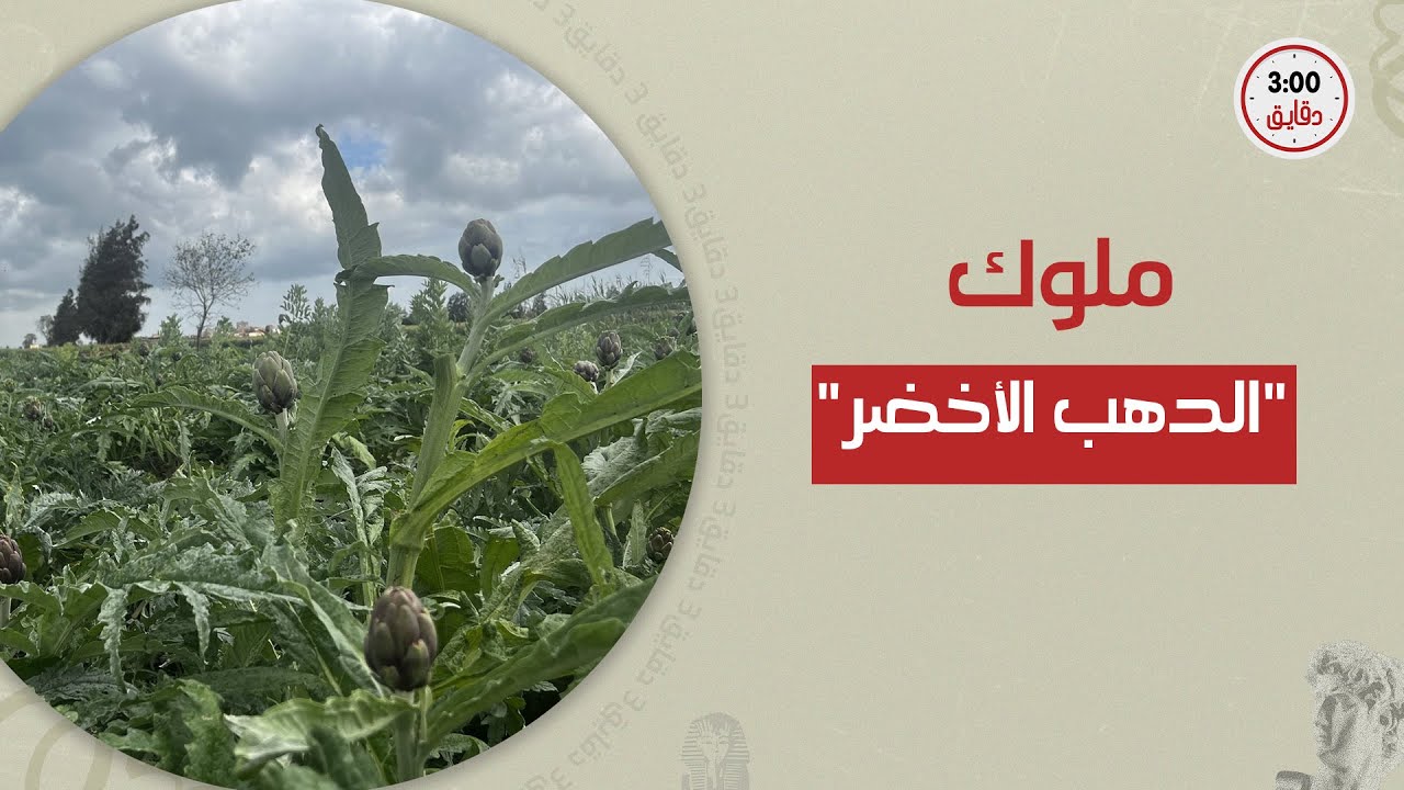 من قلب البحيرة لغزو إيطاليا.. إزاي سيدي غازي قضت على البطالة بـ الدهب الأخضر وحققت ملايين الدولارات؟