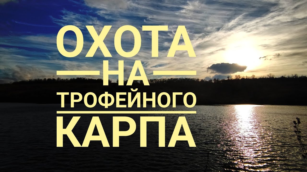 Охота на трофейного карпа в завоз, #2023 #carpfishing #карпфишинг