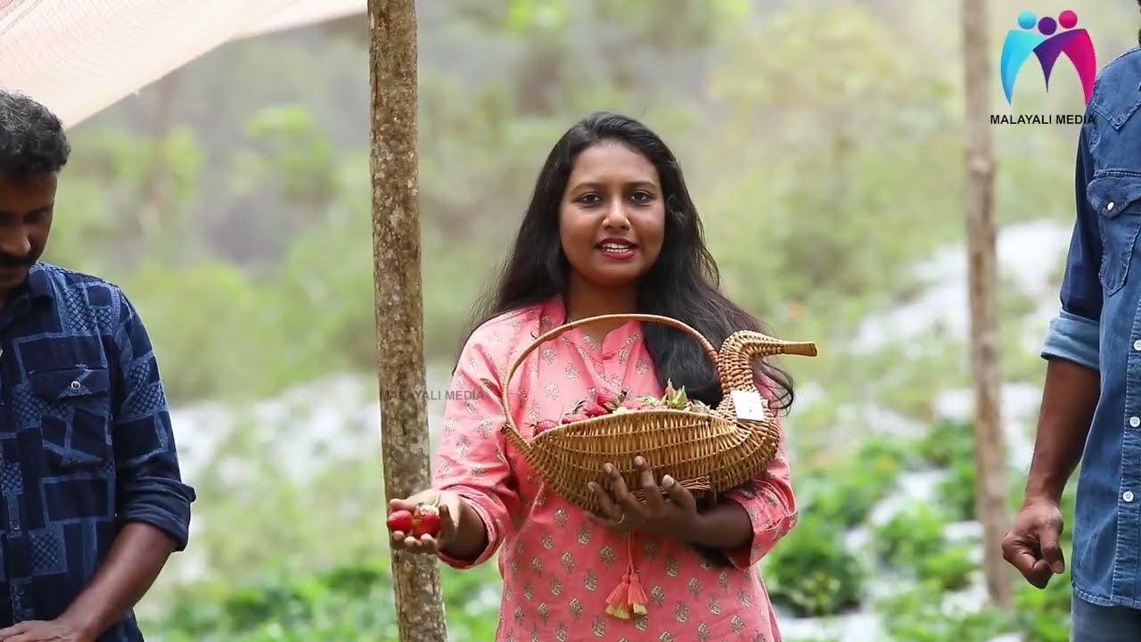 South India യിൽ തന്നെ ഏറ്റവും വലിയ Strawberry Farm | URVARA | Malayali Media
