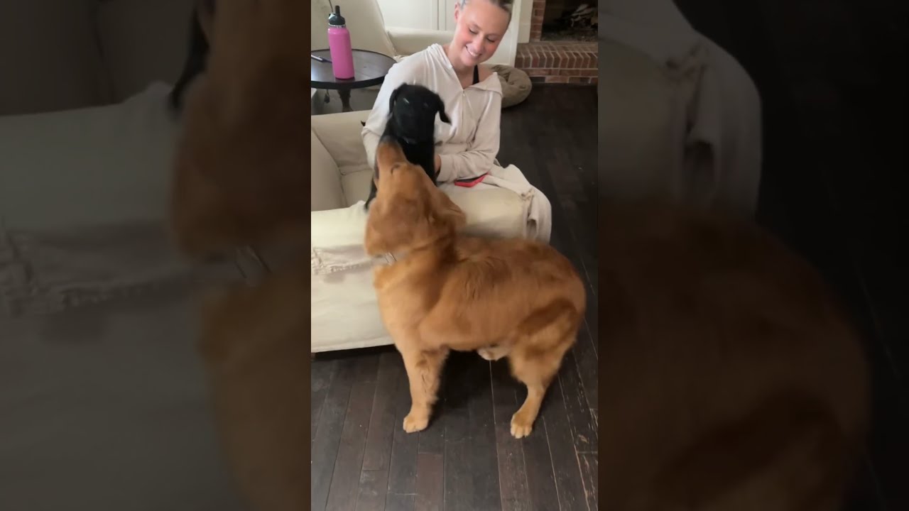 Golden Retriever meets His Cousin For The First Time!