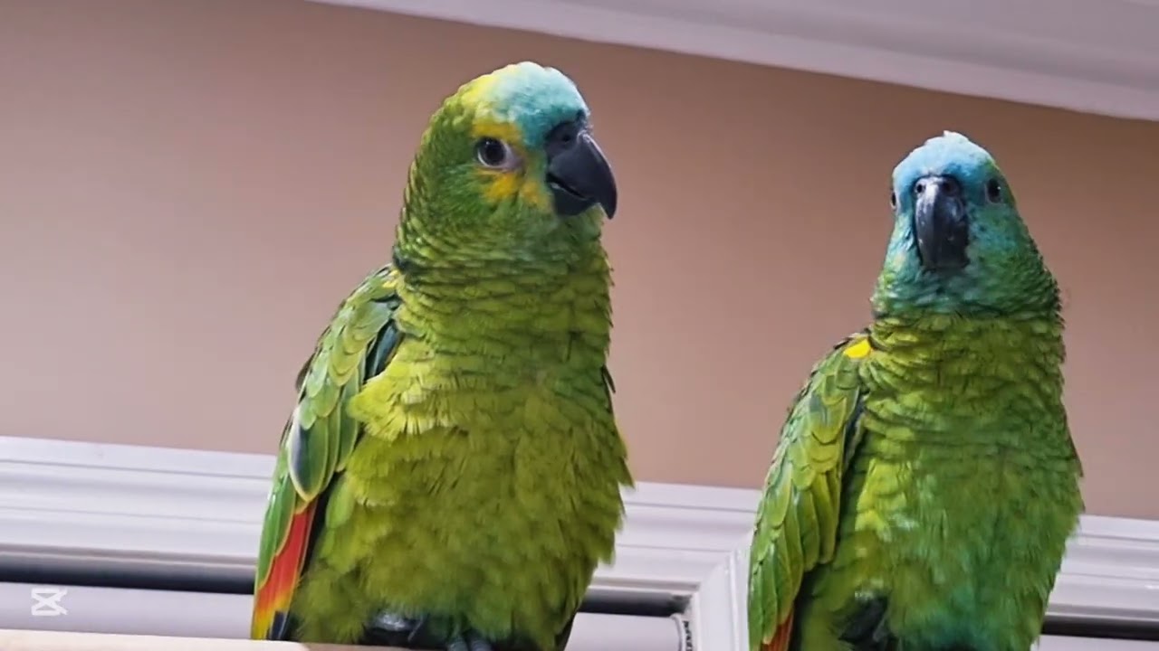 Cute Amazon parrots mimicking the sounds they hear whole day 😄 #talkingparrots 