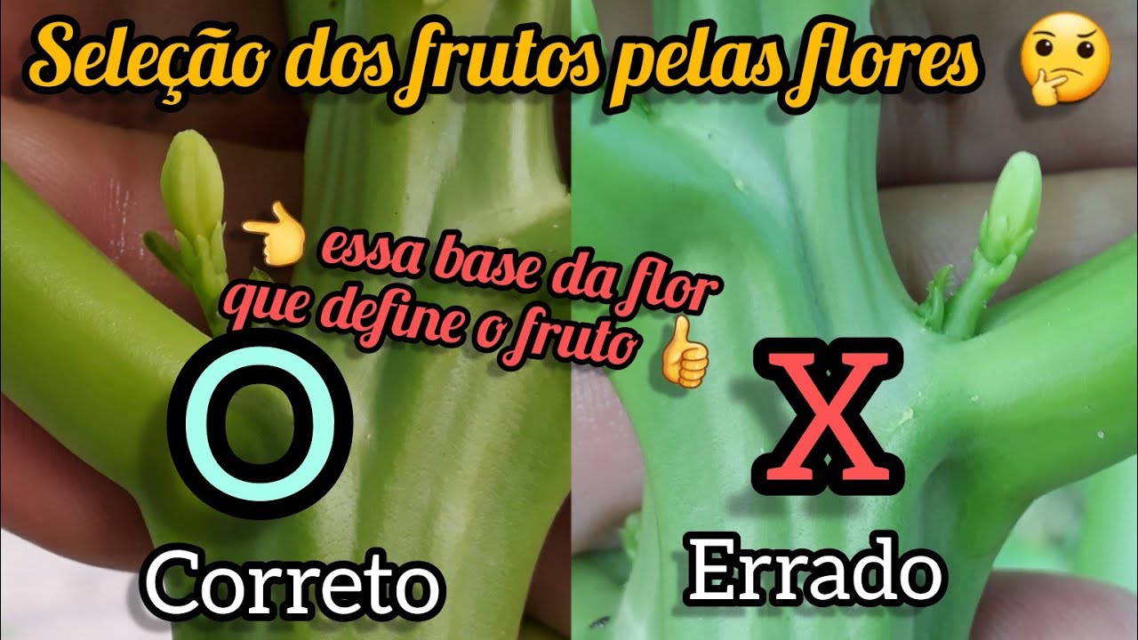 MAMÃO PAPAYA / PIMENTA 👉 COMEÇANDO A SELEÇÃO DOS FRUTOS COM 45 DIAS ANTES DO NPK NO SOLO 😀!#M.A