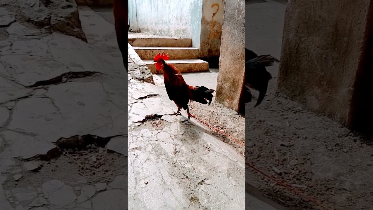 beragam kokok ayam beruga..👍 pikat ayam hutan🇲🇨👍