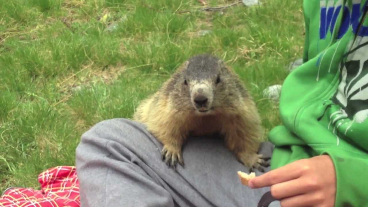 Awesome tamed marmot!