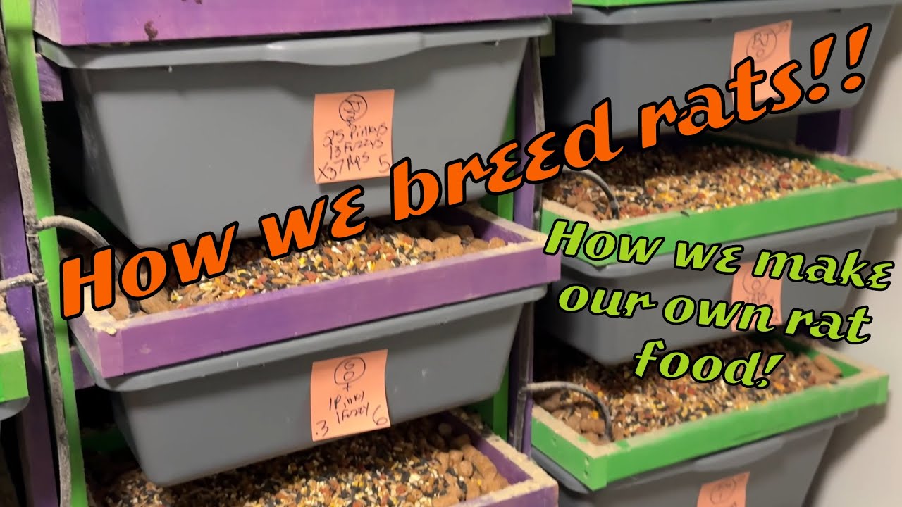 How we breed rats | Make your own rat food 