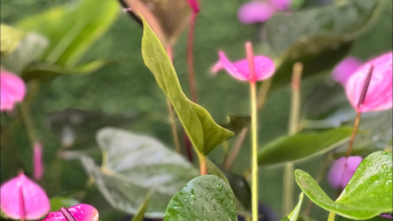 ටෙසරෝ ඇතුලුව දම්පාට වර්ග 9 ඔයාට එකම පැකේජයකින් දෙන්නද 0773407293 වට්සැප් ඕඩර් එකක් දාන්න
