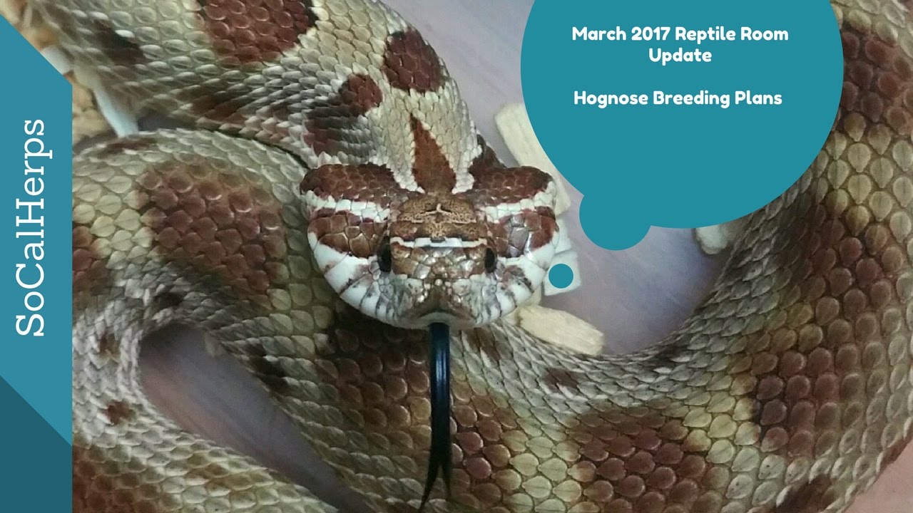 March 2017 Hognose / Reptile Room Update
