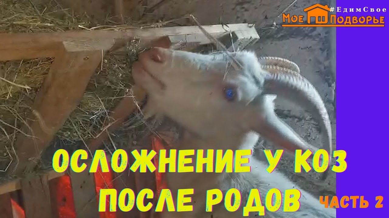 Здоровье козы после окота: осложнение после родом у козы. ЧАСТЬ 2. 