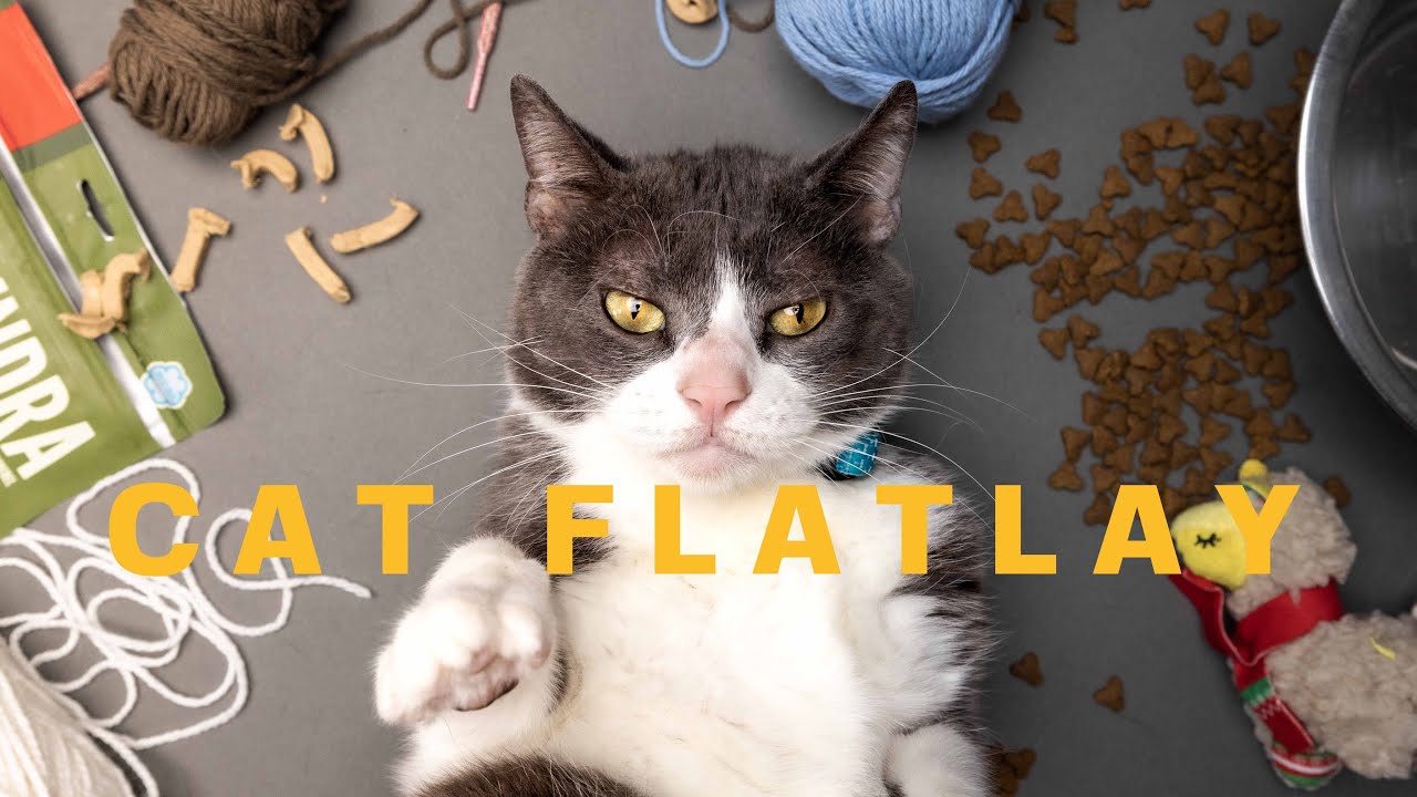The Fine Art of Cat Photography - The Cat FlatLay