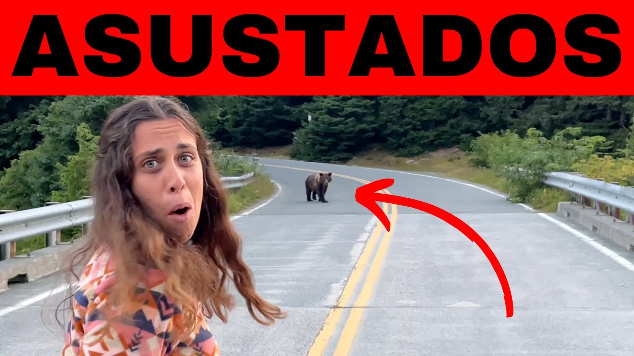 El FINAL de la RUTA por ALASKA se pone PELIGROSA😱 NOS encontramos CARA A CARA con un OSO⚠️ | HAINES🚐