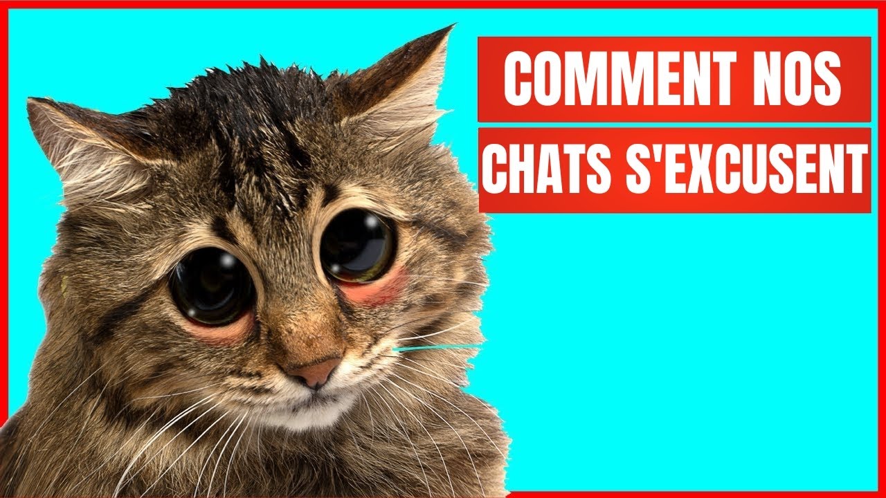 Comment les chats s'excusent-ils auprès de leurs humains ? | Incroyablement Top