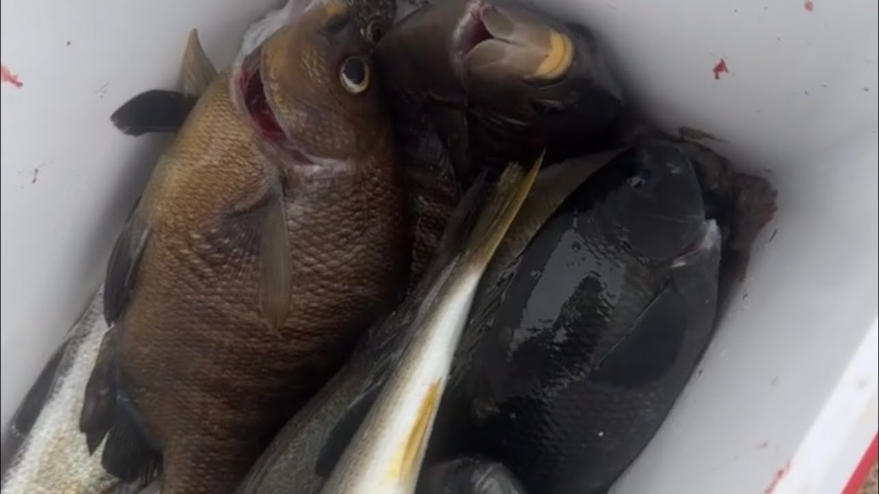 Socal Surf Fishing: Epic Session, 11 fish caught! (Catch & Cook)