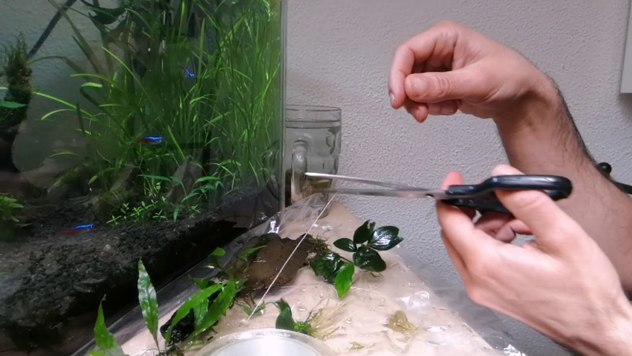 Decoriamo l´acquario con Anubias e Microsorum  2.piante facili per principianti(Italian)
