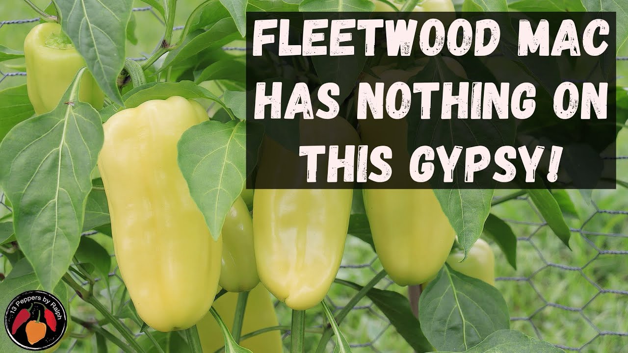 Gypsy Pepper Review and Tasting of this Tasty Sweet Delight