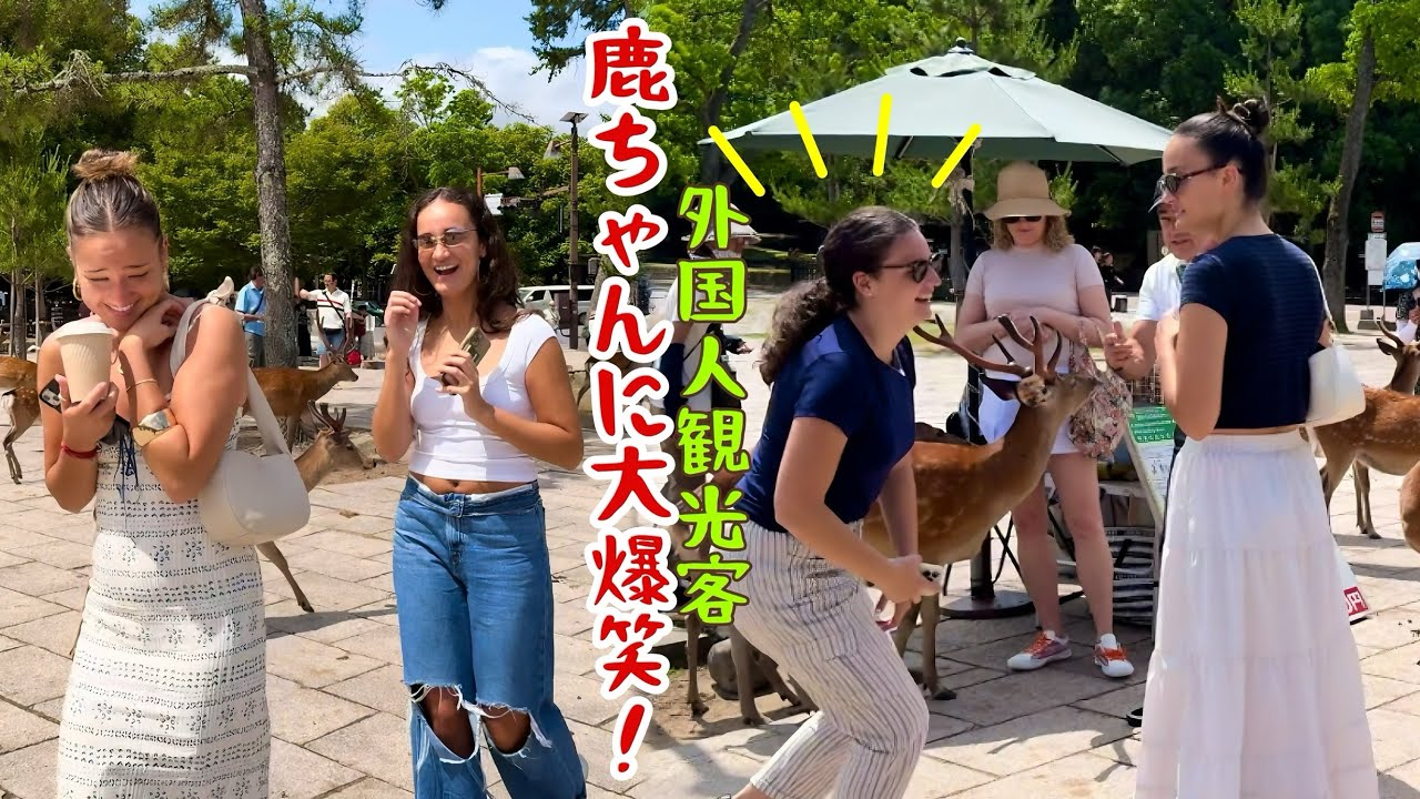 外国人観光客、鹿ちゃんに大爆笑！お尻を突っつかれて大驚き！奈良公園。Foreign tourists burst into laughter at the deer at Nara Park!