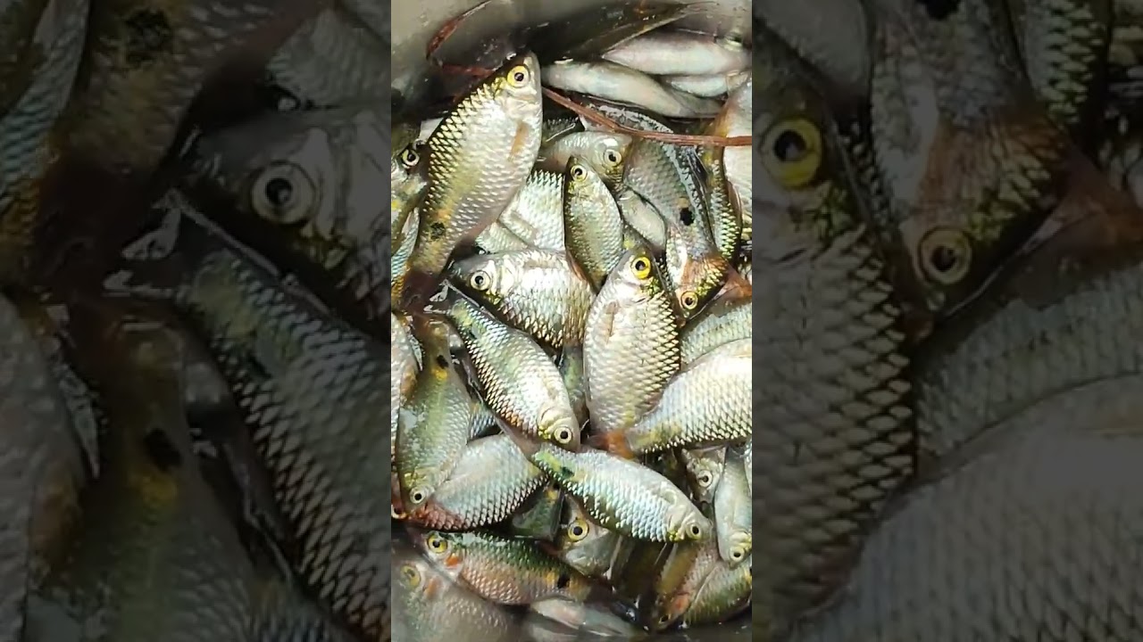 amazing fish cutting 😳#shorts #viralshorts #fish #fishing #amazingfish #trendingshorts #tiktok #cow
