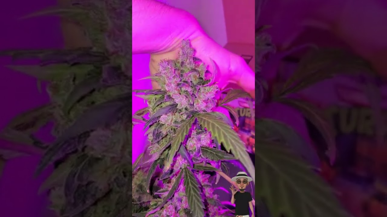 Wedding Cake Auto , Harvested 😁💨🤙🏼 ( TV420 ) 📺
