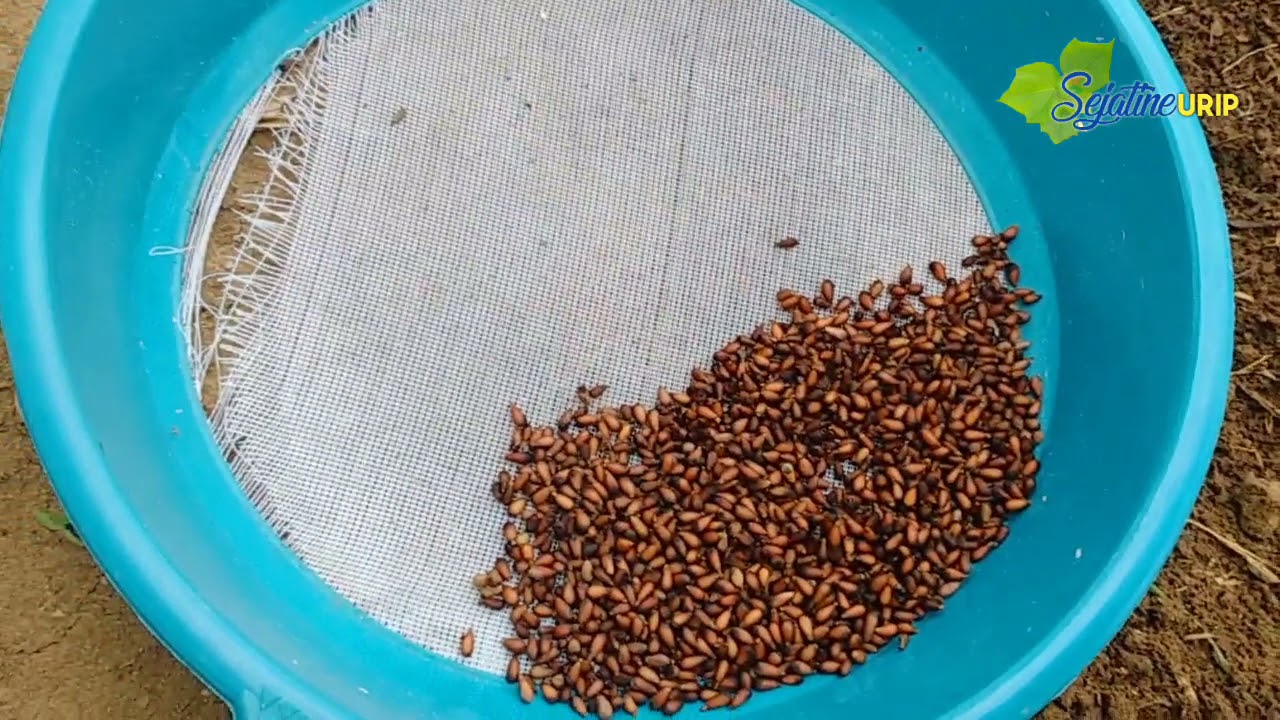 Bibit Balsa | proses awal pembibitan benih balsa