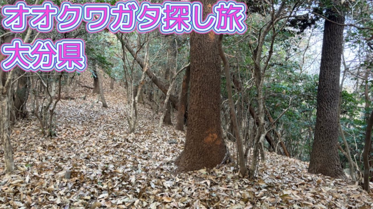 九州オオクワガタ探し旅5日目【大分】ボウズは許されないという気持ちだったが、やっぱり根