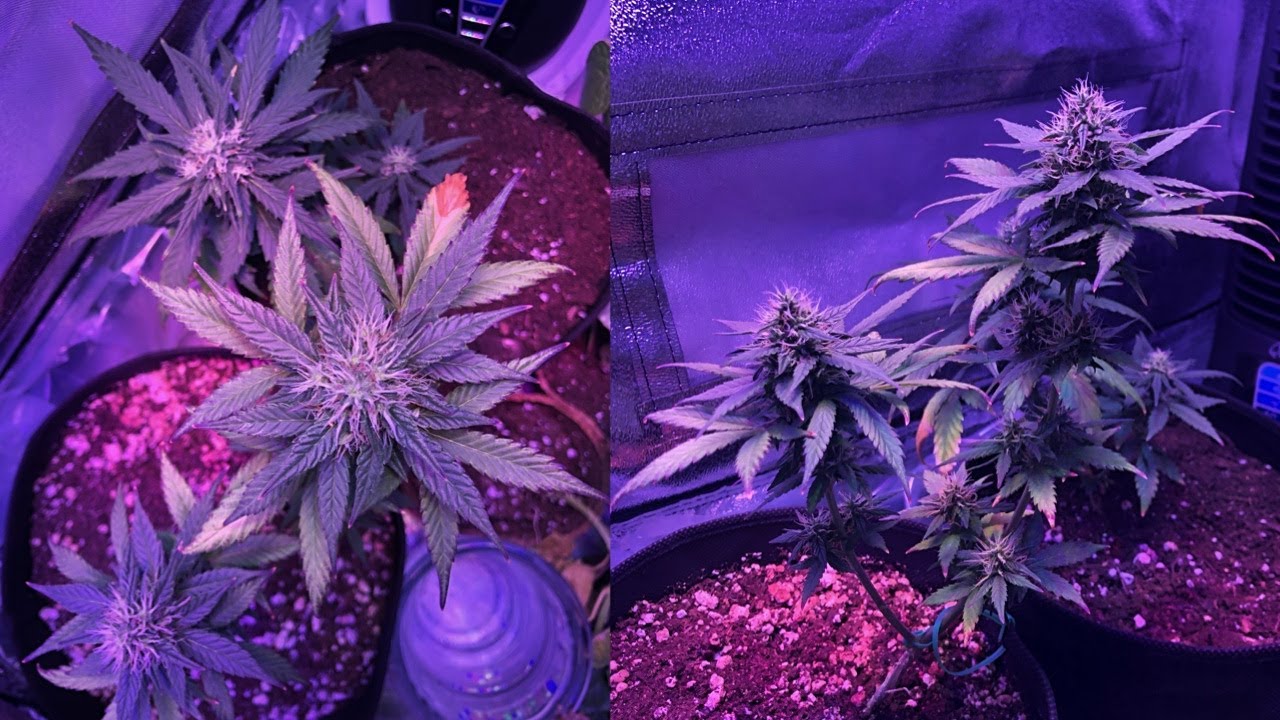 My weed plants | Days before harvest