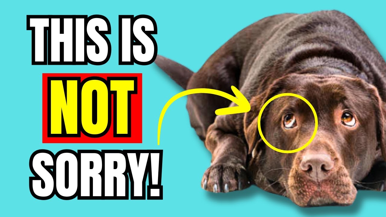 If Dogs Look GUILTY, This Is What It Really Means