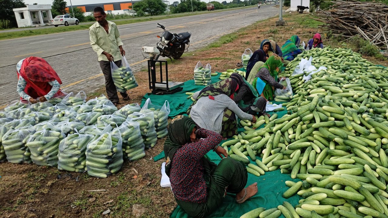 🥒🥒🌱खीरे की खेती मे 🤌तुड़ाई से लेकर 🥒🥒खीरे की पन्नी भरने तक की जानकारी // 🥒🥒🥒🌱cucumber farming