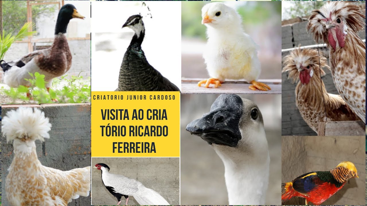 Visita ao Criatório Ricardo Ferreira - Pavões, Faisões, Gansos, Marrecos, Galinhas e Calopsitas